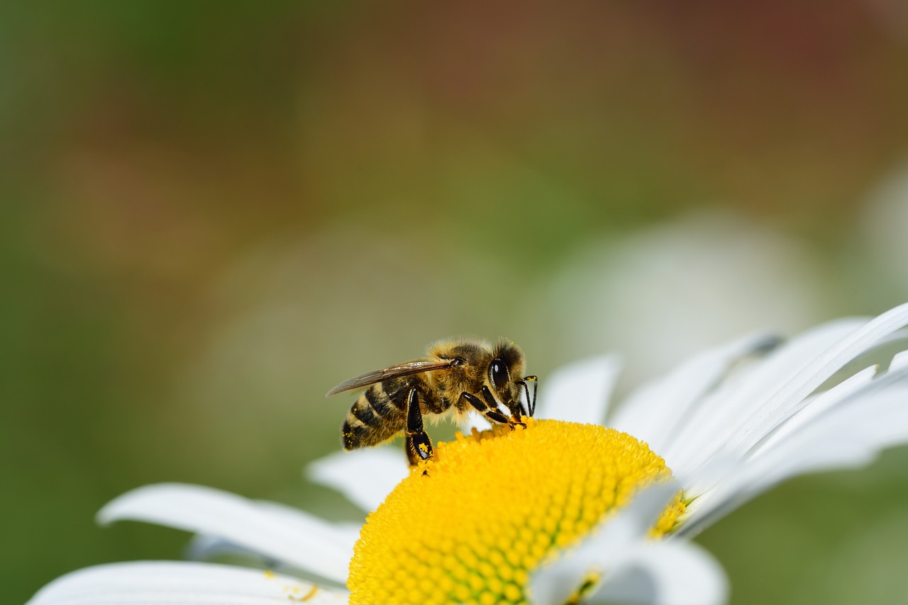 Bandeau abeille